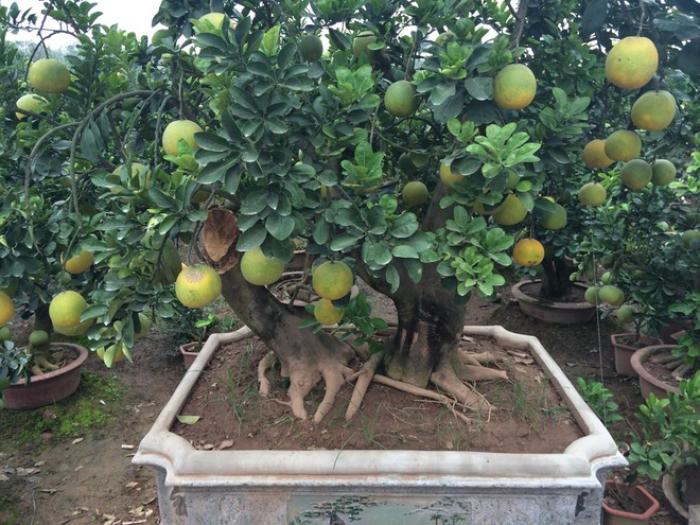 Tổng Hợp Thông Tin Thú Vị Về Cây Bưởi Cảnh