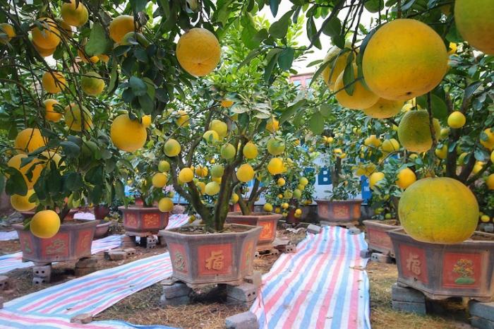 Tổng Hợp Thông Tin Thú Vị Về Cây Bưởi Cảnh