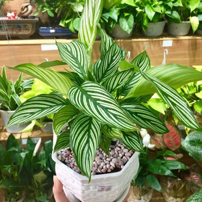 Ý nghĩa của đuôi công trong phong thủy là gì? Theo mệnh, bạn bao nhiêu tuổi? 36901913