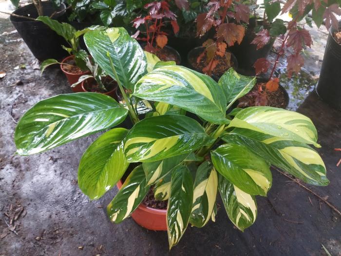 Ý nghĩa của đuôi công trong phong thủy là gì? Theo mệnh, bạn bao nhiêu tuổi? 36901913