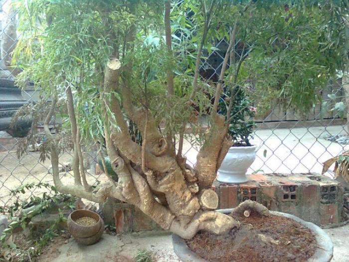 Ý nghĩa phong thủy của cây tử đinh hương 1873384033