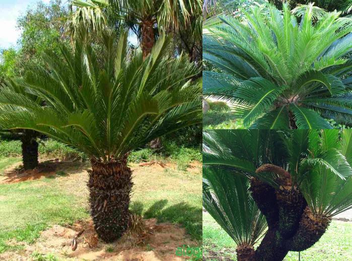 Mệnh gì hợp với cúc vạn thọ? Trồng cây trước nhà có hút được của cải, của cải không?