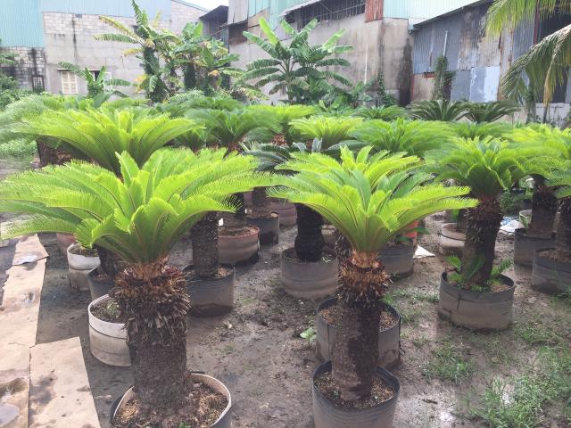 Mệnh gì hợp với cúc vạn thọ? Trồng cây trước nhà có hút được của cải, của cải không?