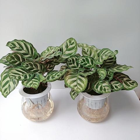 Ý nghĩa của đuôi công trong phong thủy là gì? Theo mệnh, bạn bao nhiêu tuổi? 36901913