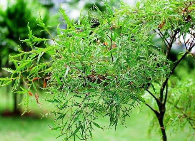 Ý nghĩa phong thủy của cây tử đinh hương 1873384033