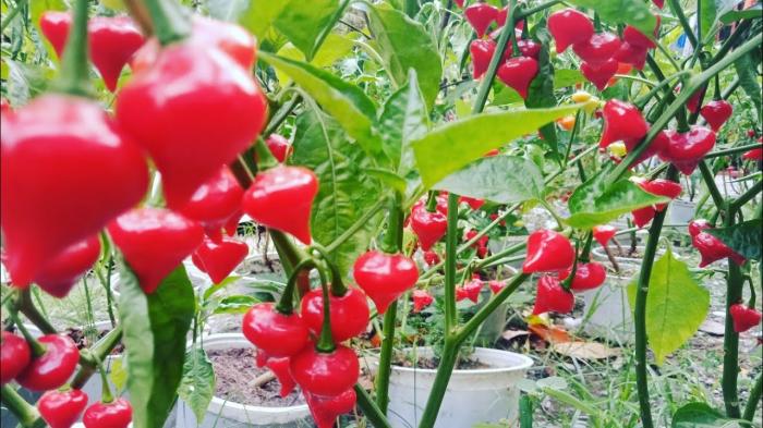 Khám phá ý nghĩa phong thủy của cây tiêu cảnh 1061975867