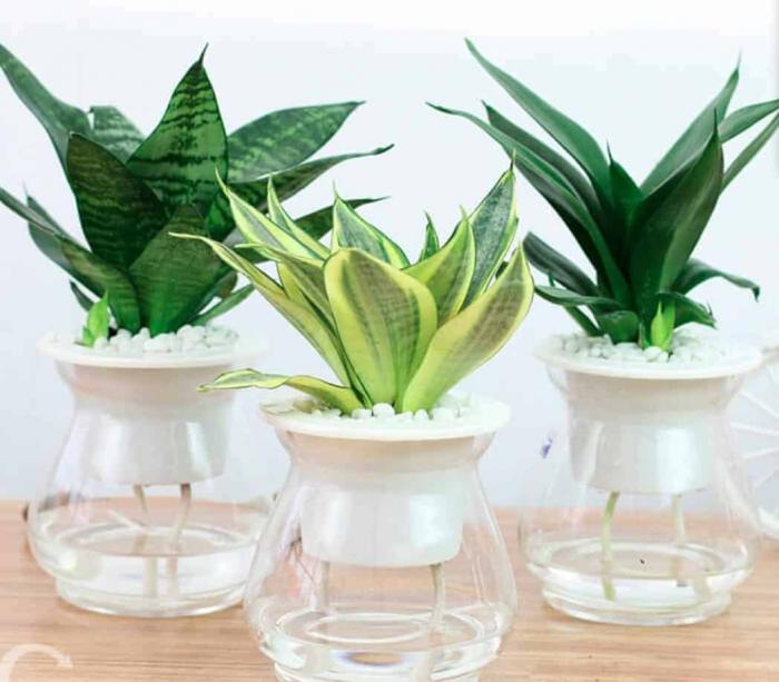 Vai trò của lưỡi mèo trong đời sống và phong thủy