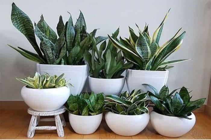 Vai trò của lưỡi mèo trong đời sống và phong thủy