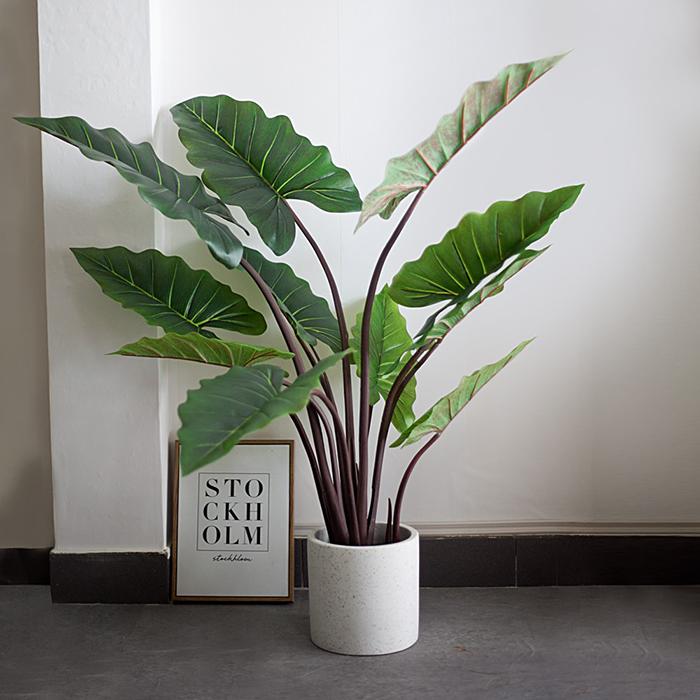 Ý nghĩa cây cảnh phong thủy