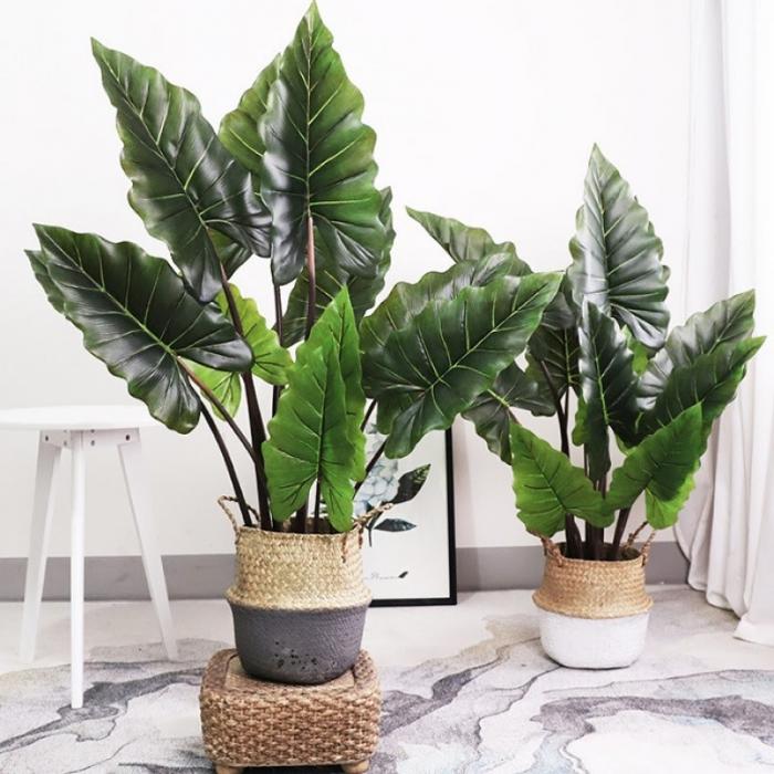 Ý nghĩa cây cảnh phong thủy