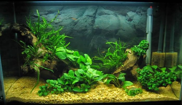 Ý nghĩa cây cảnh phong thủy