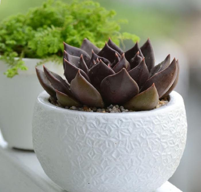 Hoa sen đá nâu phù hợp với lứa tuổi nào? lệnh nào?