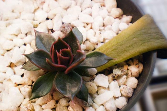 Hoa sen đá nâu phù hợp với lứa tuổi nào? lệnh nào?