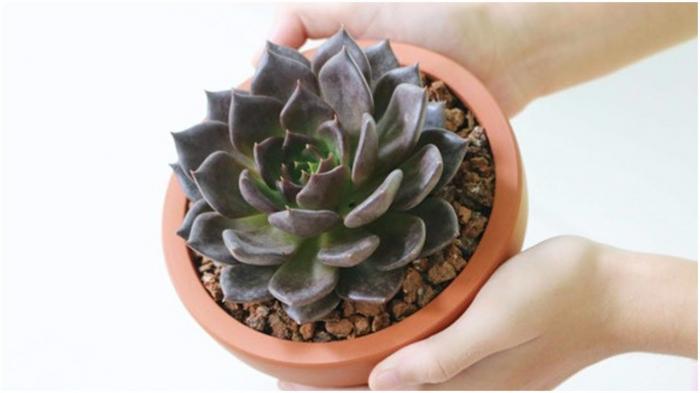 Hoa sen đá nâu phù hợp với lứa tuổi nào? lệnh nào?