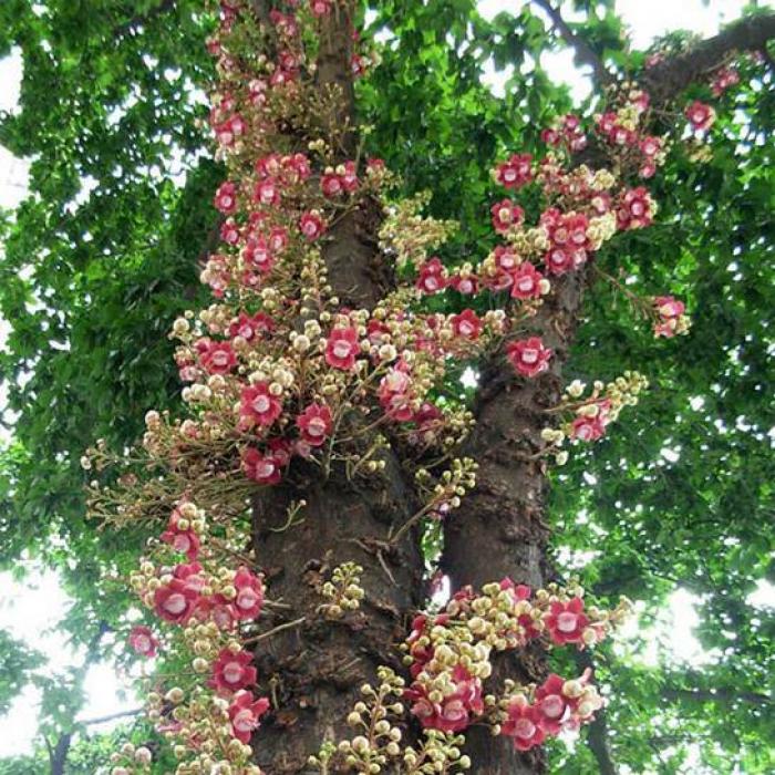Theo phong thủy ý nghĩa cây sala