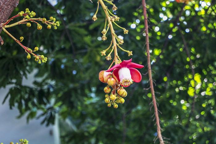 Theo phong thủy ý nghĩa cây sala