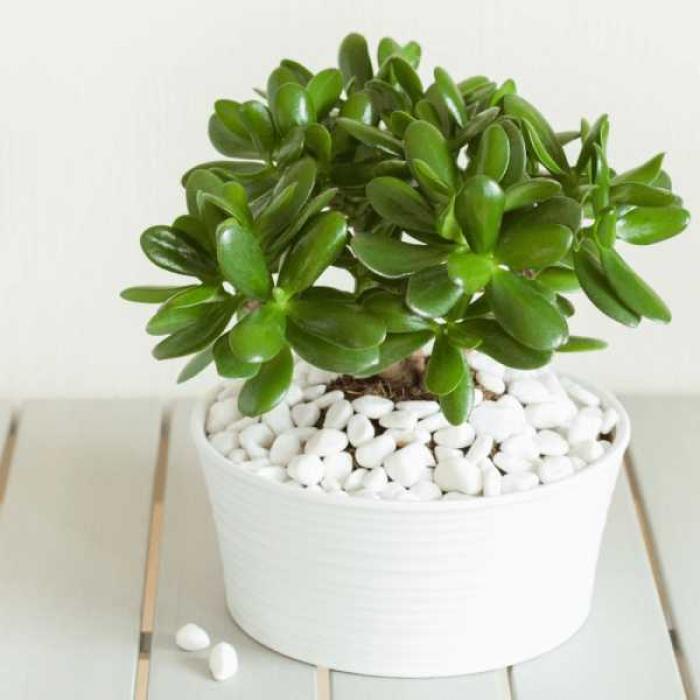 Cây đặt trên bàn thờ mang lại bình an và may mắn 