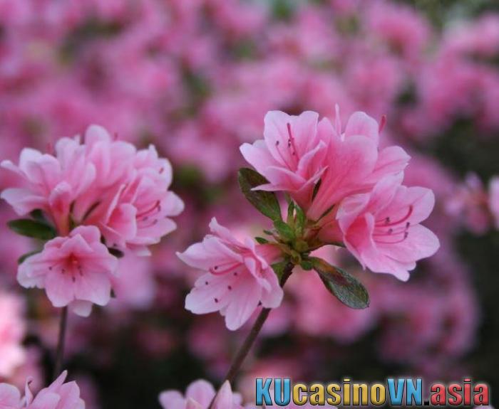 Ý nghĩa của hoa Đỗ Quyên