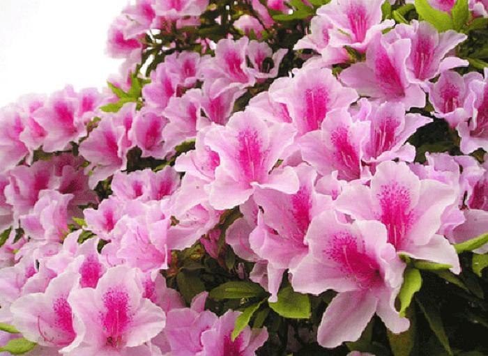 Ý nghĩa hoa Đỗ Quyên trong phong thủy và đời sống