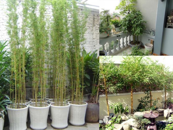 Cây bonsai hợp mệnh gì? Bạn bao nhiêu tuổi?