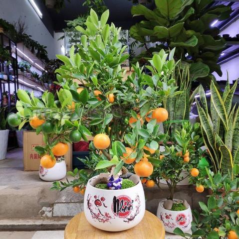 Bí quyết chọn và xem cây quất theo phong thủy ngày Tết