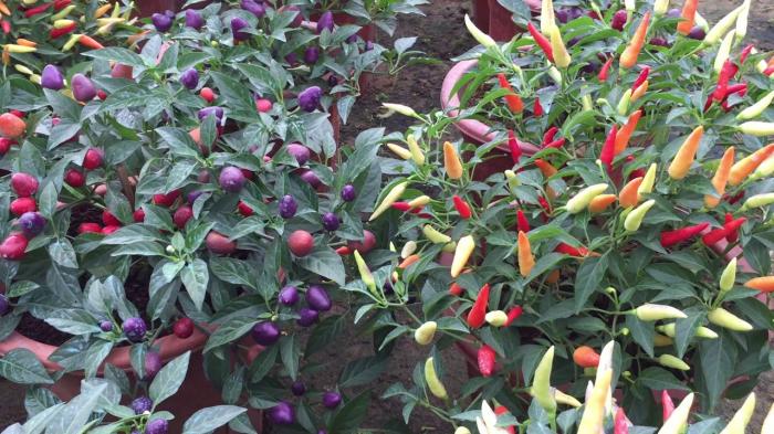 Khám phá ý nghĩa phong thủy của cây tiêu cảnh 1061975867