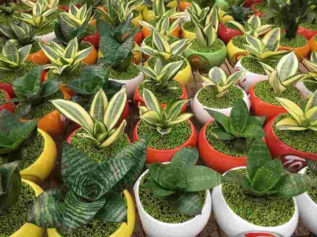 Vai trò của lưỡi mèo trong đời sống và phong thủy