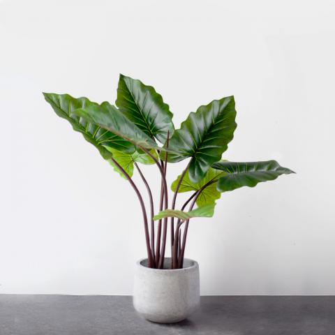 Ý nghĩa cây cảnh phong thủy