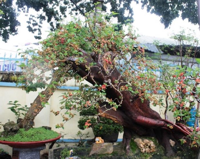 Ý nghĩa cây dâu tằm trong phong thủy