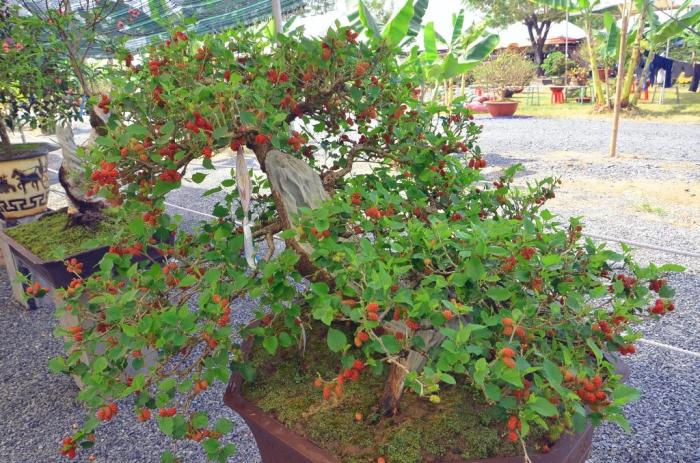 Ý nghĩa cây dâu tằm trong phong thủy