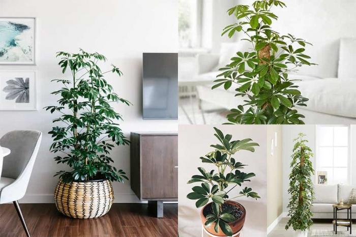 Hé lộ ý nghĩa phong thủy của ngũ gia bì