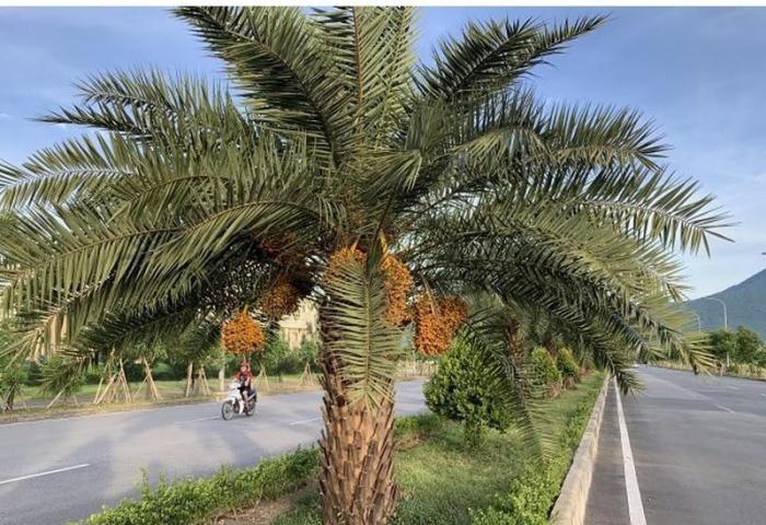 Tìm hiểu thêm về ý nghĩa phong thủy của cây chà là cảnh