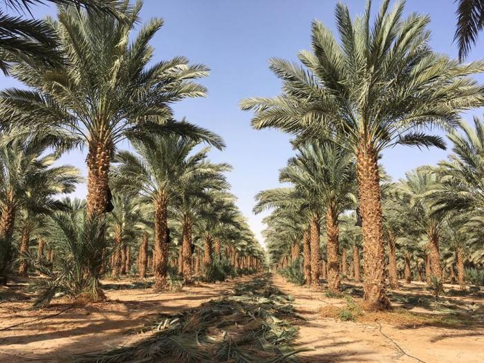 Tìm hiểu thêm về ý nghĩa phong thủy của cây chà là cảnh