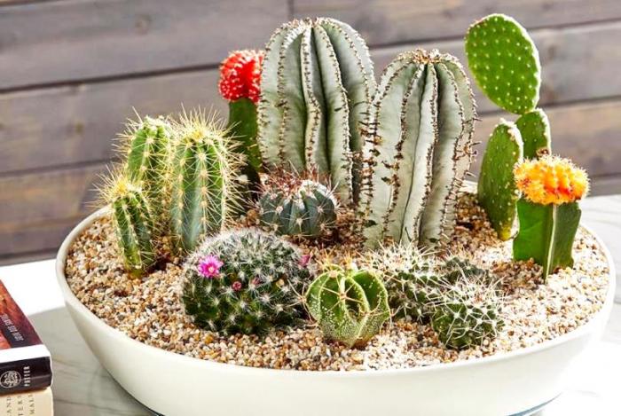 Tìm hiểu ý nghĩa phong thủy của cây xương rồng