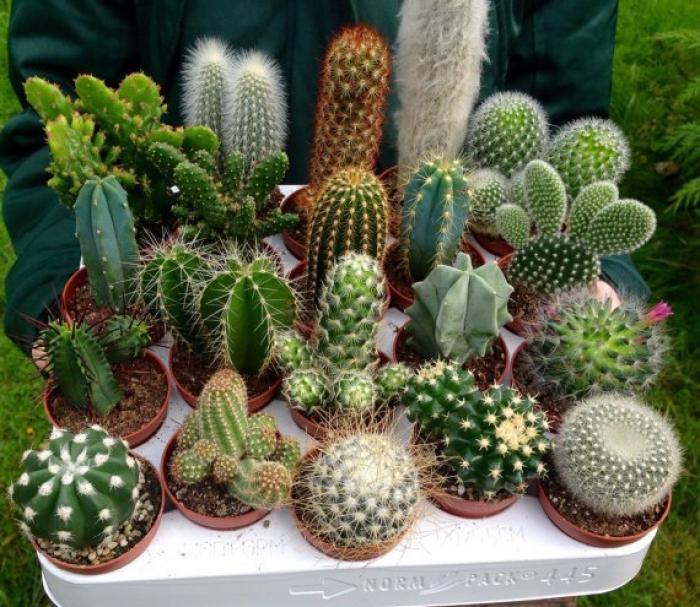 Tìm hiểu ý nghĩa phong thủy của cây xương rồng