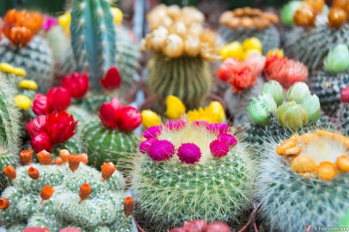 Tìm hiểu ý nghĩa phong thủy của cây xương rồng