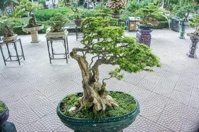 Ý nghĩa và công dụng của cây mai