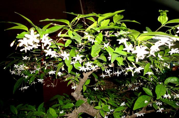 Ý nghĩa và công dụng của cây mai