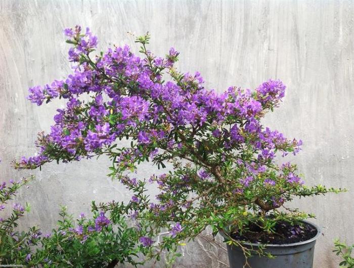 Cây tuyết tùng-cây cảnh quân tử