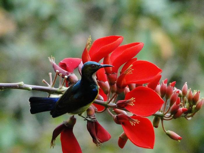 Tìm hiểu về cây Osaka đỏ và ý nghĩa phong thủy của nó