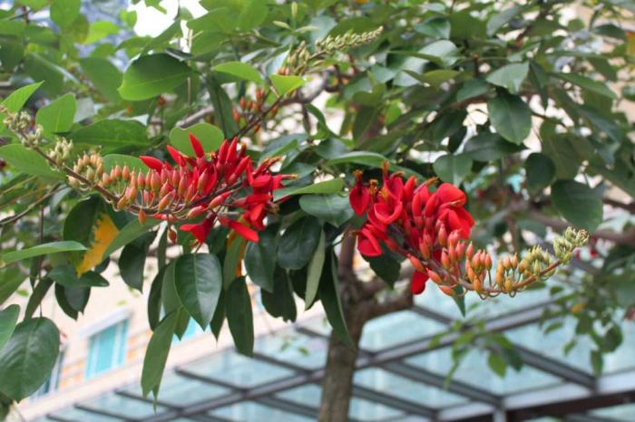 Tìm hiểu về cây Osaka đỏ và ý nghĩa phong thủy của nó