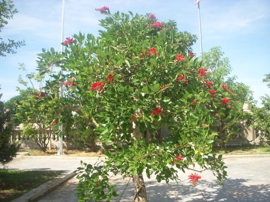 Tìm hiểu về cây Osaka đỏ và ý nghĩa phong thủy của nó