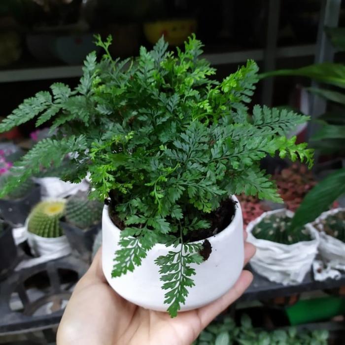 Khám phá ý nghĩa của cây dương xỉ trong cuộc sống