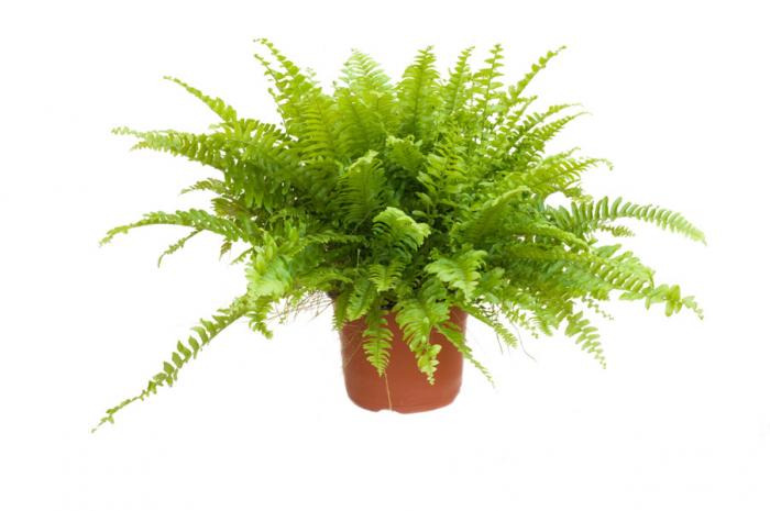 Khám phá ý nghĩa của cây dương xỉ trong cuộc sống