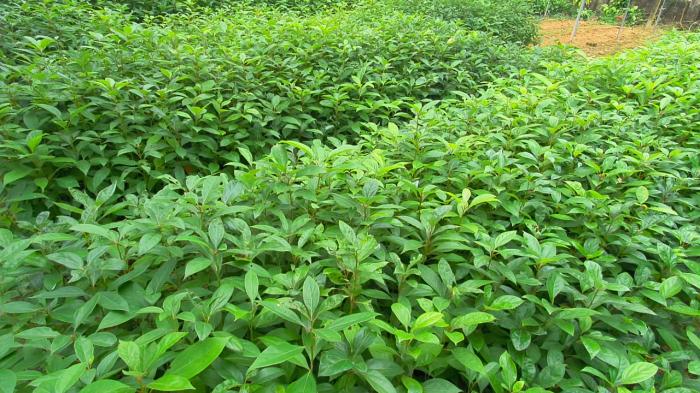 Tìm hiểu ý nghĩa của xá xị trong phong thủy