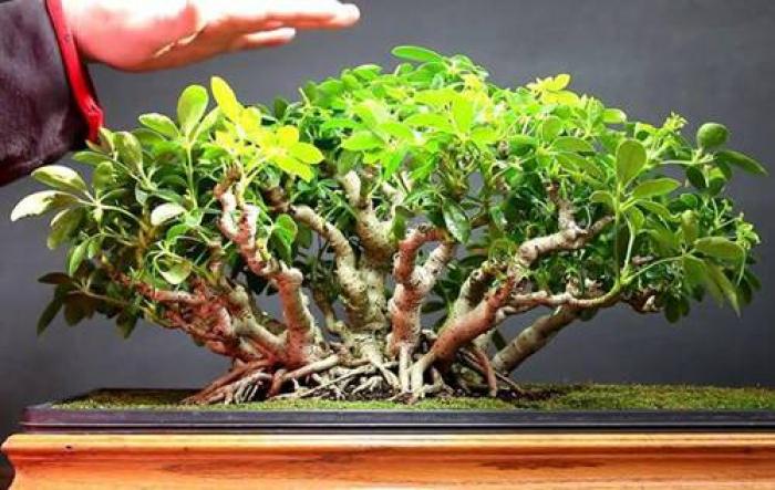 Hé lộ ý nghĩa phong thủy của ngũ gia bì