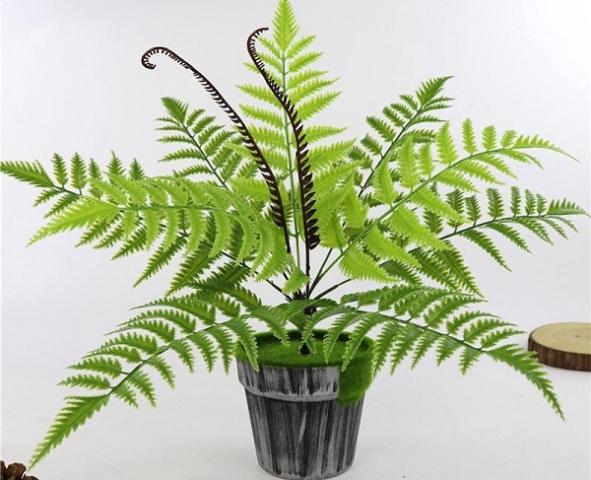 Khám phá ý nghĩa của cây dương xỉ trong cuộc sống