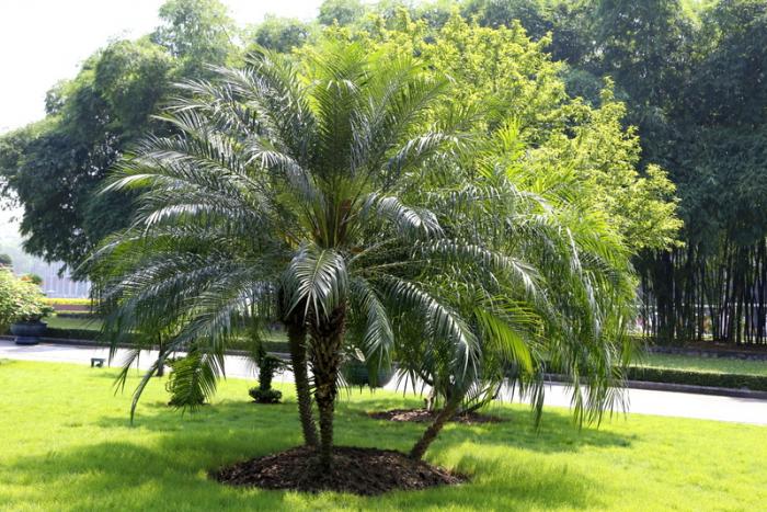 Tìm hiểu thêm về ý nghĩa phong thủy của cây chà là cảnh