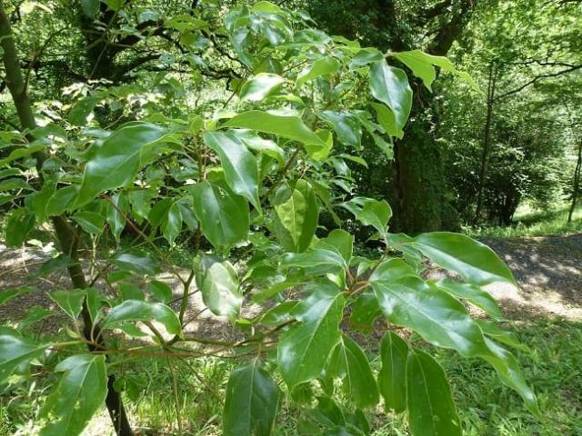 Tìm hiểu ý nghĩa của xá xị trong phong thủy