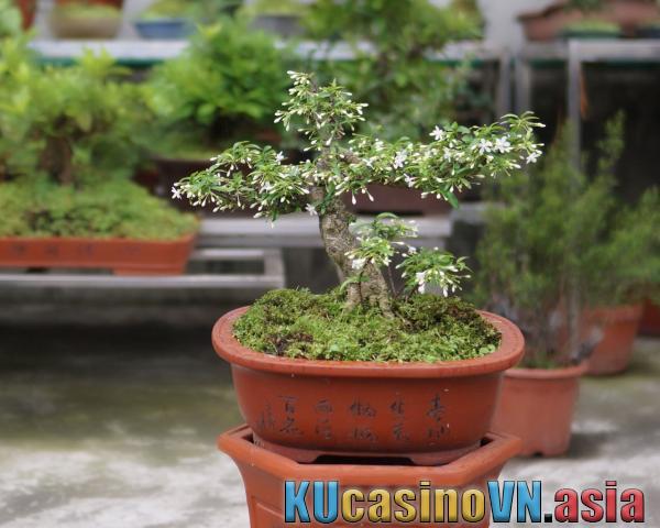 Cây mai chiếu thủy